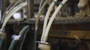 Süt çiftliğinde koyun sağmak. Yüksek kalite 4k görüntü
