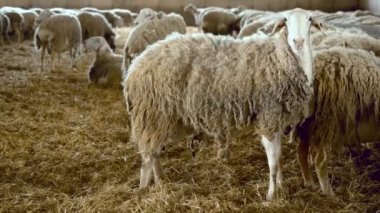 Koyun sürüsü ahırda. Yüksek kalite 4k görüntü