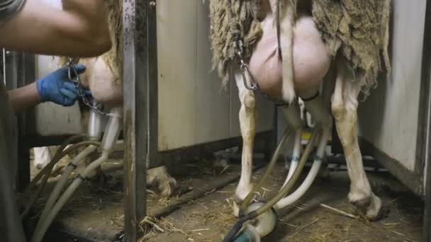 Αρμέγοντας Πρόβατα Στη Γαλακτοκομική Φάρμα Υψηλής Ποιότητας Πλάνα — Αρχείο Βίντεο