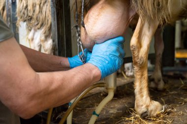 Süt çiftliğinde koyun sağmak. Yüksek kaliteli fotoğrafçılık