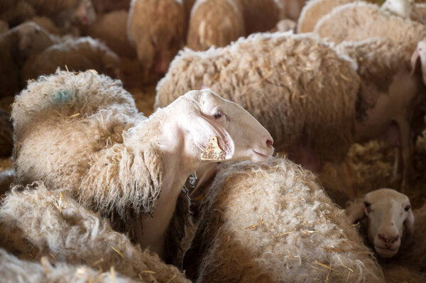 Стадо овец в конюшне. Высокое качество фотографии