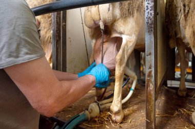 Süt çiftliğinde koyun sağmak. Yüksek kaliteli fotoğrafçılık