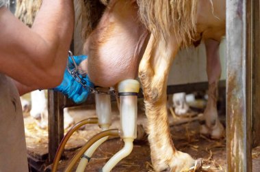 milking sheep at the dairy farm. High quality photography