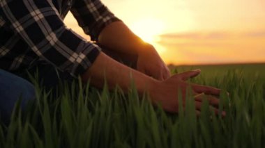 Male Hand is Touching gently Rice Leaves at Agricultural Field at Sunset. High quality FullHD footage