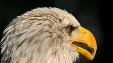 Extreme closeup of an american bald Eagle head. High quality 4k footage