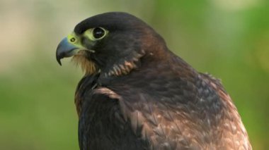 Close up portrait of a wild hawk. High quality 4k footage