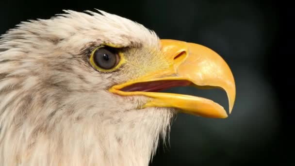 Extreme Closeup American Bald Eagle Head High Quality Footage — Wideo stockowe
