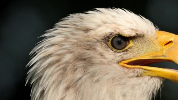 Extreme Closeup American Bald Eagle Head High Quality Footage — Vídeos de Stock