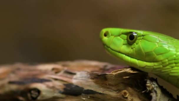 Close View Green Mamba Snake High Quality Footage — Stockvideo