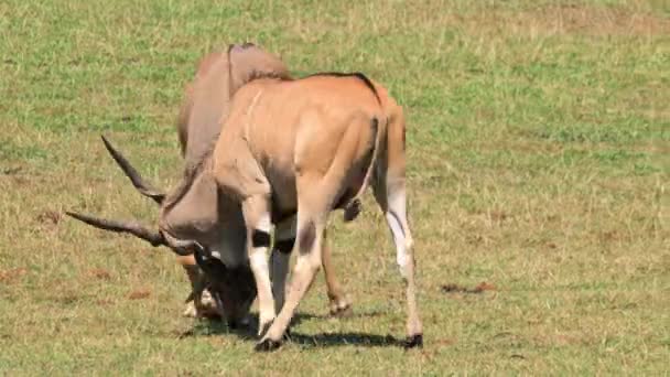 Two Eland Antelope Fighting High Quality Footage — Stock video
