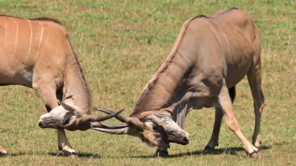 Two Eland Antelope Fighting High Quality Footage — Stock video