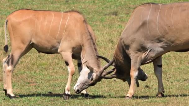 Two Eland Antelope Fighting High Quality Footage — Stockvideo