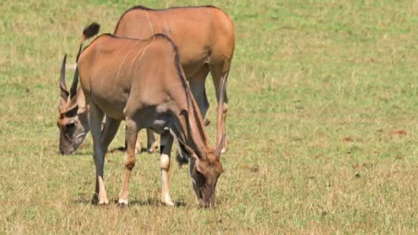 Eland Antelope Grazing Meadow High Quality Footage — Vídeos de Stock