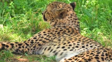 Wild Cheetah lying on the meadow. High quality 4k footage