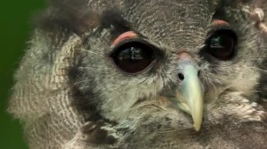 Close up of an Owl Looking Around . High quality 4k footage