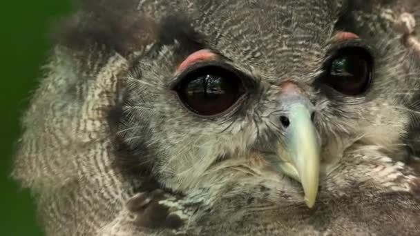 Close Owl Looking High Quality Footage — Vídeo de stock
