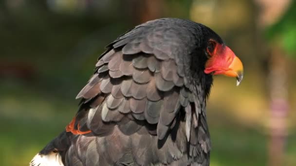 Close View Bateleur Eagle High Quality Footage — Vídeo de stock