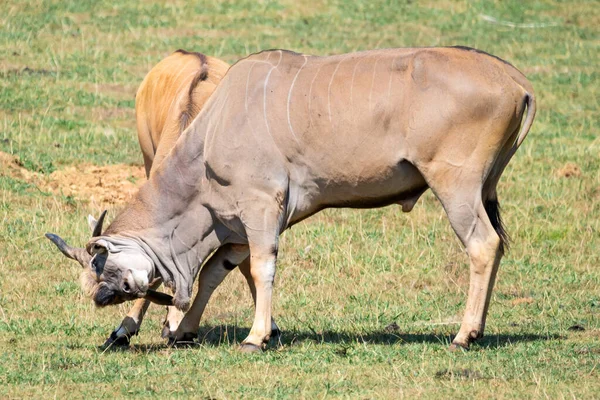 Two Eland Antelope Fighting High Quality Photography — Stockfoto