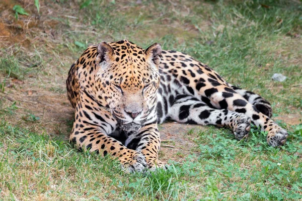 Leopard Natural Habitat Widlife Scene Nature High Quality Photography — Stockfoto