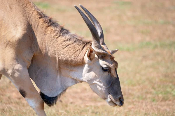 Eland Antelope Grazing Meadow High Quality Photography — Stockfoto