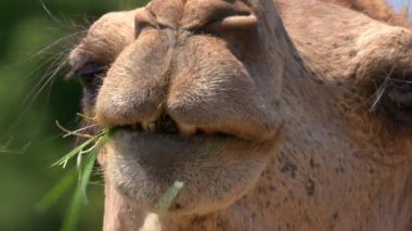 Close up camel face while eating. High quality 4k footage