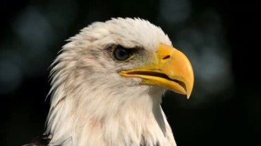 Closeup of an american bald Eagle. High quality 4k footage