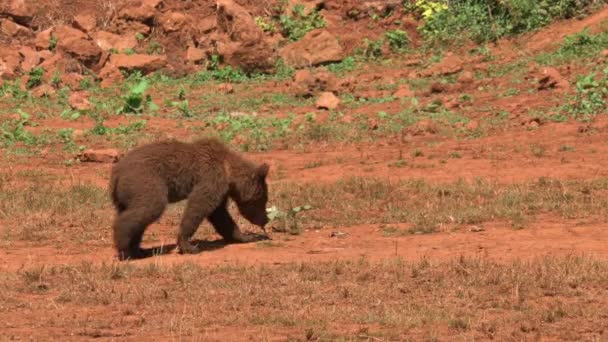 Young Grizzly Bear Walking High Quality Footage — Stock video