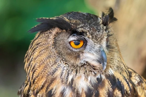 Close Owl Looking High Quality Photography — 스톡 사진