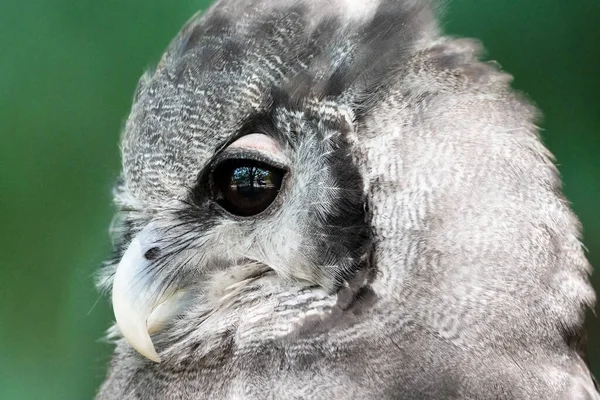 Close Owl Looking High Quality Photography — Foto Stock