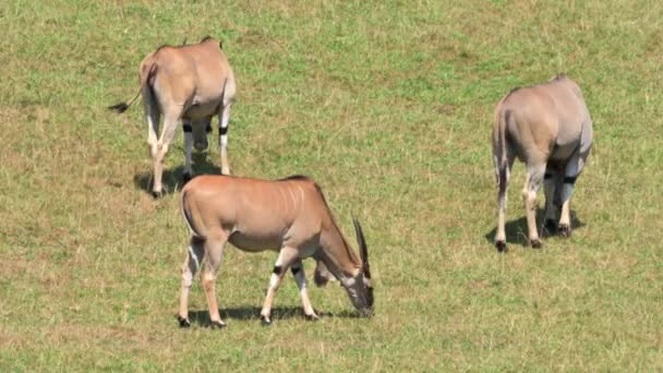 Eland Antelope Βόσκηση Στο Λιβάδι Υψηλής Ποιότητας Πλάνα — Αρχείο Βίντεο