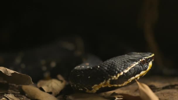 Mexican Moccasin Agkistrodon Bilineatus Venomous Pit Viper Species Found Mexico — Vídeo de Stock