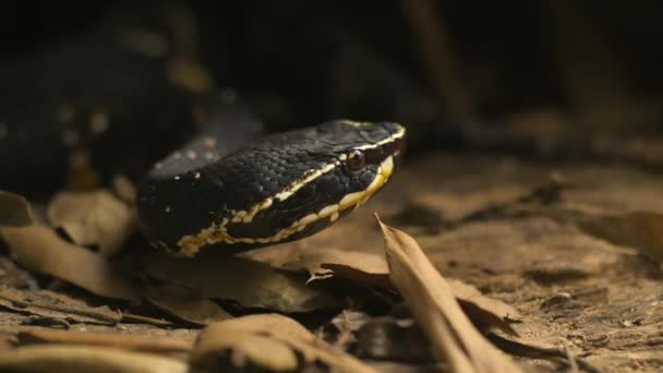 Mexican Moccasin Agkistrodon Bilineatus Venomous Pit Viper Species Found Mexico — Stok Video