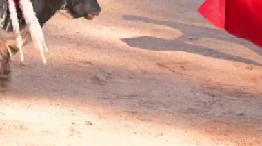 Bullfight in Spain. Spanish bullfighter in the bullfighting arena. High quality 4k footage