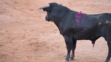 Traditional corrida - bullfighting in spain. High quality 4k footage
