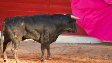 A bull in a spanish bullfighting arena. High quality 4k footage