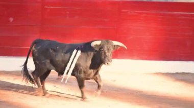 A bull in a spanish bullfighting arena. High quality 4k footage