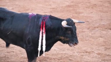 Matador Fighting in a typical Spanish Bullfight. High quality 4k footage.