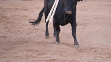 Matador Fighting in a typical Spanish Bullfight. High quality 4k footage.