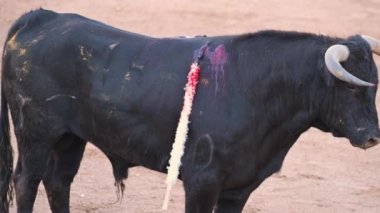 Matador Fighting in a typical Spanish Bullfight. High quality 4k footage.