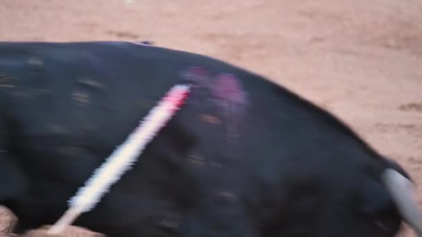 Matador Fighting Typical Spanish Bullfight High Quality Footage — Stock video