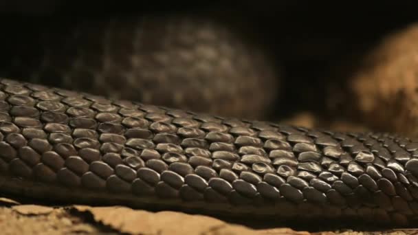 Black Spitting Cobra Naja Sputatrix High Quality Fullhd Footage — Video Stock