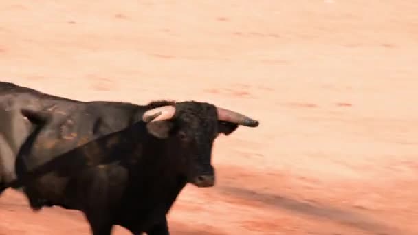 Bullfight Spain Spanish Bullfighter Bullfighting Arena High Quality Footage — Stockvideo