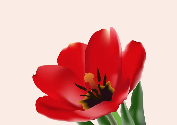 A tulipa —  Vetores de Stock