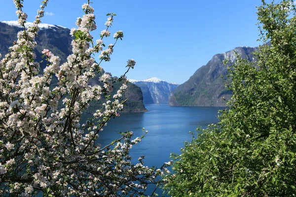 Virágzó fa által a fjord. — Stock Fotó