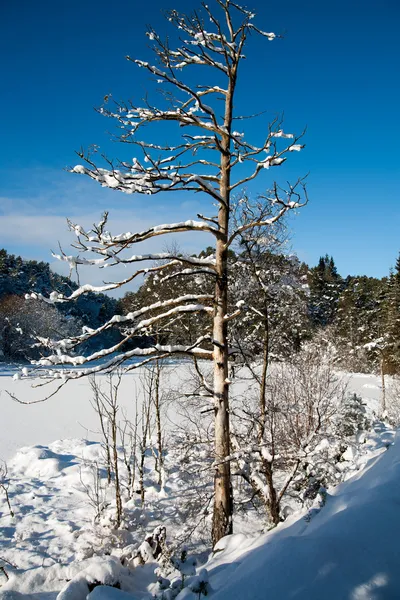 Winterlandschaft in Norwegen — Stockfoto