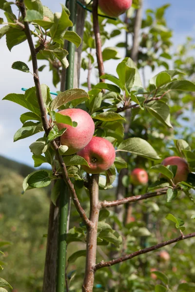 Ripe Apples — Stock Photo, Image