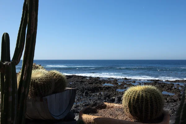 Kaktus på havet — Stockfoto