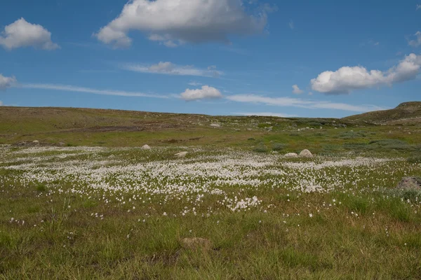 Bloemrijke weide — Stockfoto