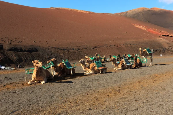 Passeios de camelo — Fotografia de Stock