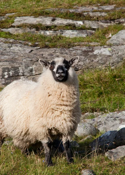 Spårbildning får — Stockfoto